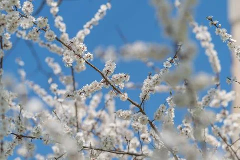 Blue sky frames blooming branches beautifully. Gentle sunlight illuminates .. Stock Photos