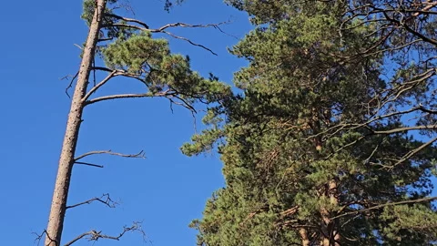 Blue sky frames tall pine trees against clear, bright background Stock Footage 347501734