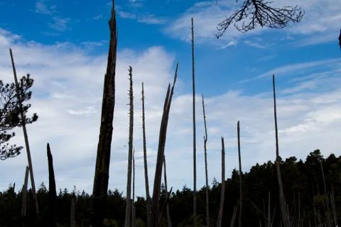 Blue sky full of dead trees Stock Photos