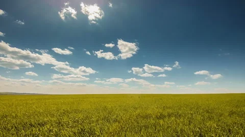 Blue sky golden wheat Stock Footage 52688254