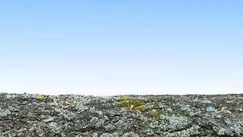 Blue sky gradient with wrinkled trunk bark of tree Stock Photos