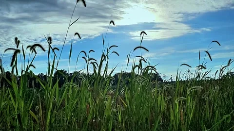 Blue Sky with grass blowing in foreground! Stock Footage 250119449