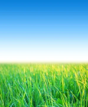 Blue sky with grass Stock Photos