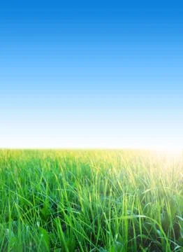 Blue sky with grass 库存照片