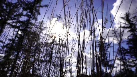 Blue sky grass sun Stock Footage 171231559
