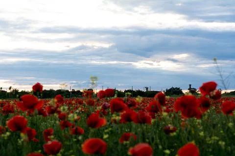Blue sky on the horizon, focus in the background, blurred field of poppies in Foto stock