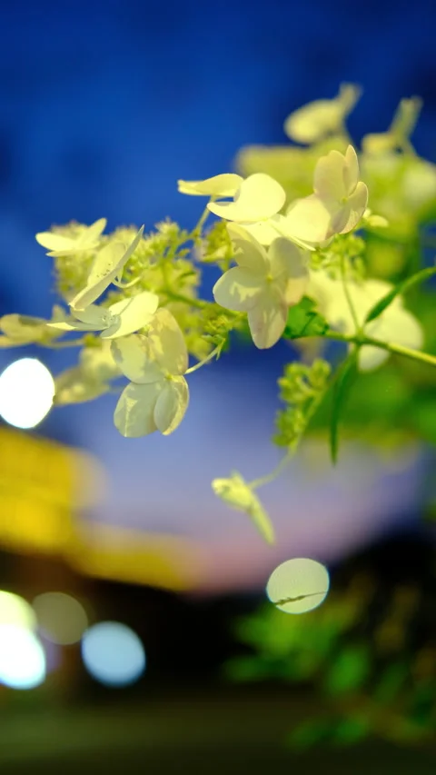Blue sky, hydrangea flowers. evening color light in the city 库存影片 280234190