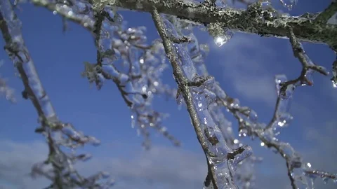 Blue Sky Ice Branches Sparkling Stock Footage 74882501