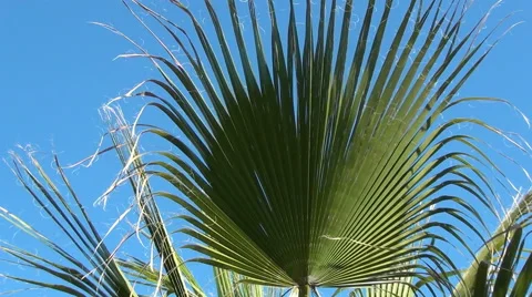 Blue sky with large palm leaf Stock Footage 46604470