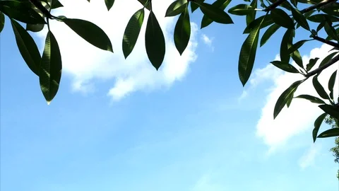 Blue sky leaf Stock Footage 109171349