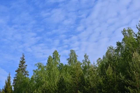 Blue sky with light white clouds over the forest in the Moscow region. Stock Photos