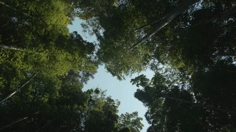 Blue sky looking up from lush bamboo fores.  Stock Footage 129790018