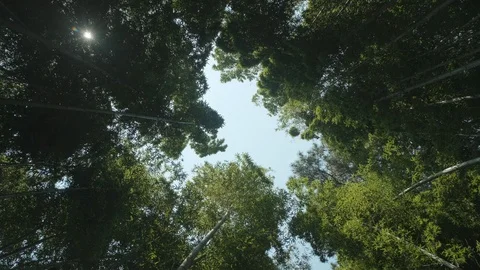 Blue sky looking up from lush bamboo fores. 360 Rotation shot Stock Footage 129790175