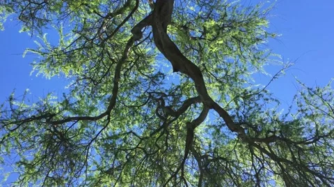 Blue sky with lush green trees Stock Footage 198517699