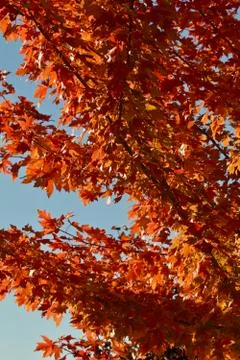 Blue sky with maple leaves Foto stock