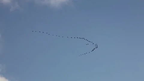 Blue sky with migration cranes Stock Footage 145687040