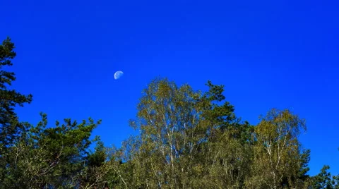 Blue sky with Moon setting behind trees. 4k timelapse Stock Footage 66515857