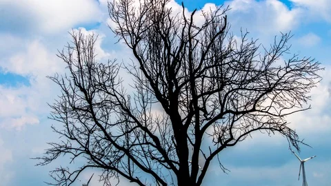 Blue sky moving clouds timelapse behind tree Stock Footage 96323319