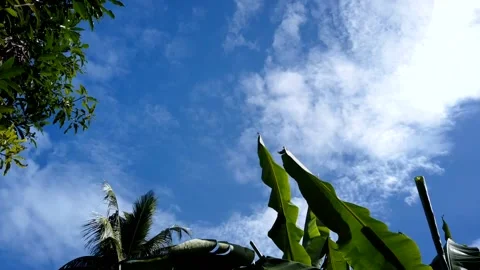 Blue sky with moving clouds with tropical plants on foreground. timelapse shot. Stock Footage 153788463