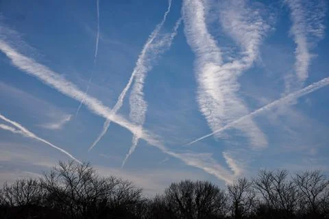 Blue Sky with Multiple Airplane Contrails Above Bare Trees Stock Photos