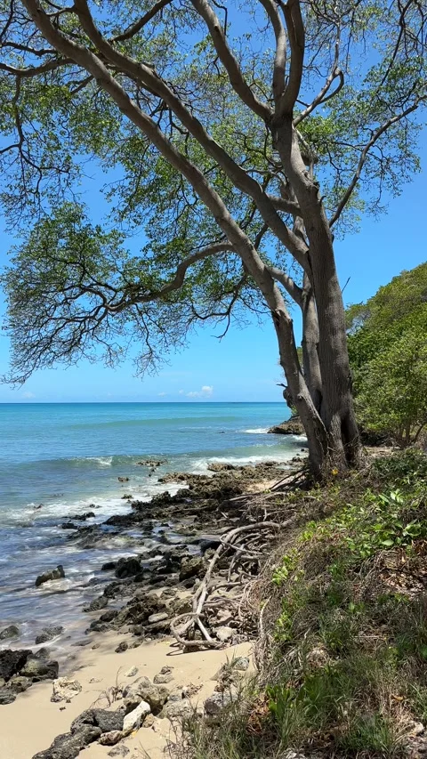 Blue sky no clouds at deserted tropical shoreline Barbados Stock Footage 335895000