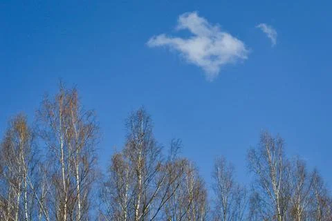 Blue sky with one white cloud above the birch trees. Stock Photos