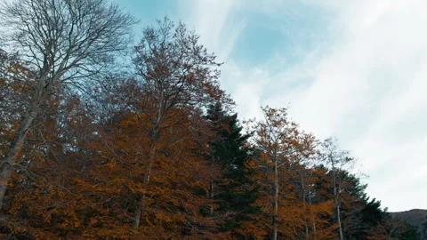Blue Sky Over The Autumn Forest Stock Footage 286719957