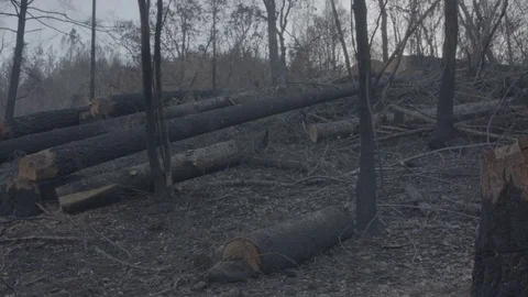 Blue Sky Over Burnt Forest - Log Stock Footage 85455041