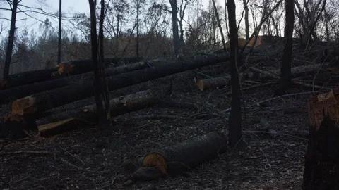 Blue Sky Over Burnt Forest Stock Footage 85455409