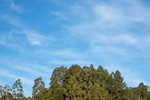 Blue Sky Over Dense Forest Canopy Stock Photos