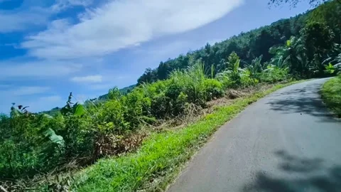 Blue Sky Over The Forest Stock Footage 225596059