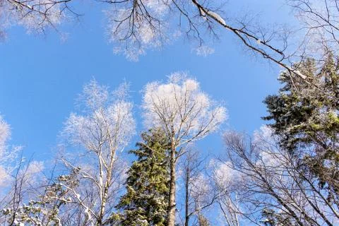 Blue sky over the forest. Foto stock