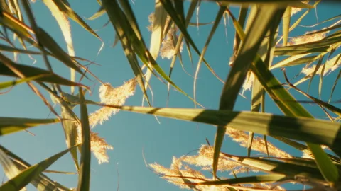 Blue Sky Over The Green Wheat Stock Footage 303521307