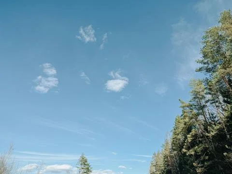 Blue Sky Over Pine Forest with Clouds and Copy Space Stock Photos