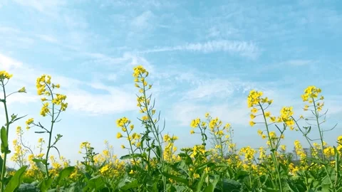 Blue Sky Over Rapeseed Flowers In Spring 4K Stock-Footage 341859916