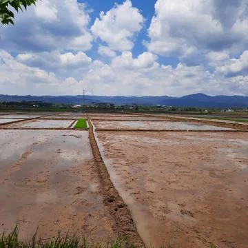 Blue sky over the rice fields Foto stock
