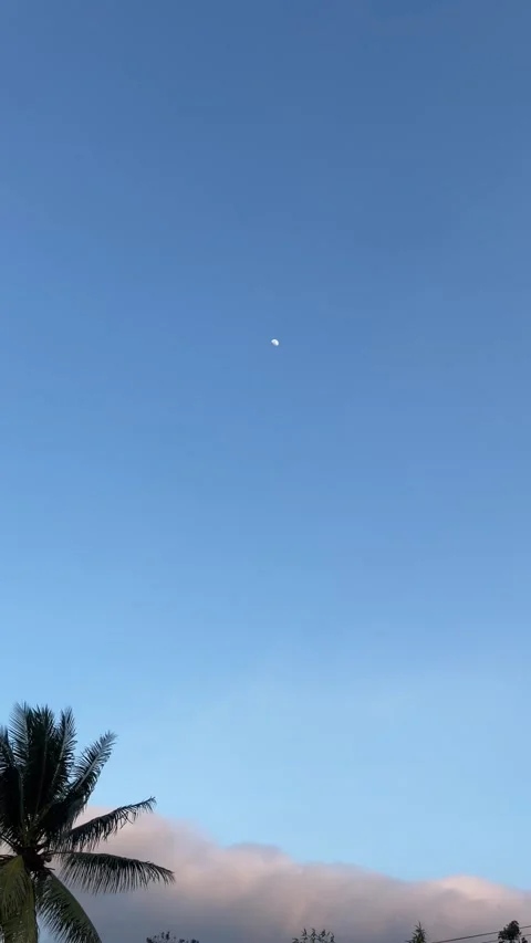 Blue sky with palm tree Video stock 285614498