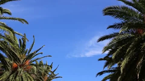 Blue sky with palm trees Stock Footage 12533855