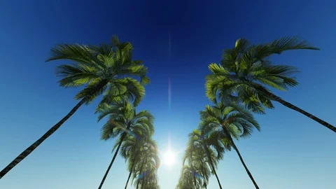 Blue sky with palm trees Stock Footage 107278601