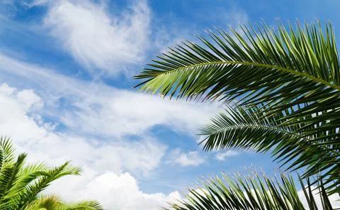 Blue sky with palm trees Stock Photos