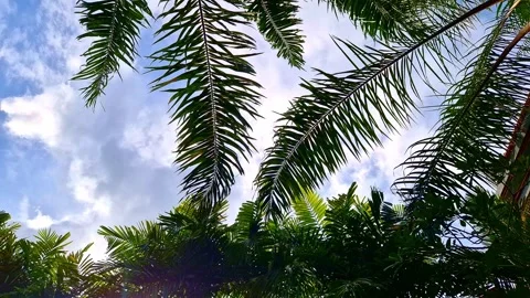 Blue sky peeks through lush palm foliage. Embrace the tranquil scene of palm Stock Footage 264747832