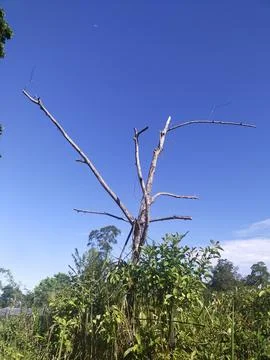 Blue sky Stock Photos