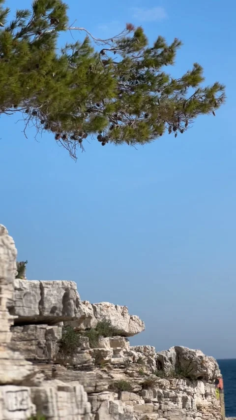 Blue sky, Pine branches swaying in the wind Stock Footage 240396970