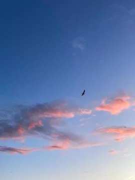 Blue sky with pink sunset clouds and bird soaring between them Stock Photos