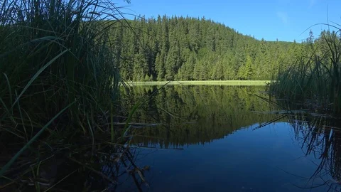 Blue sky reflection in the mountain lake in Carpathians grass and trees around Stock Footage 114246463