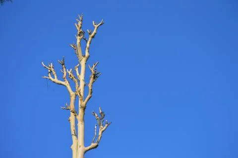 The Blue Sky represents the idea of freedom through knowledge; this sits well Stock Photos
