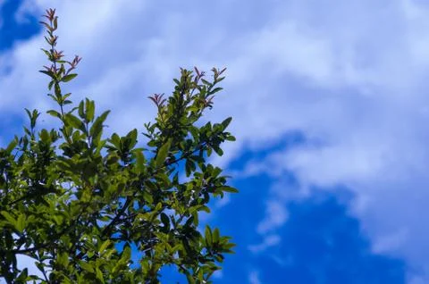 Blue sky saturated with clouds Stock Photos