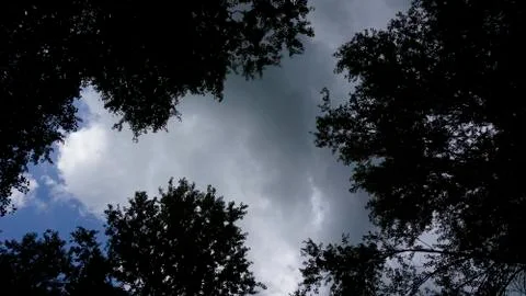 Blue sky seen between the trees with green leaves Stock Photos