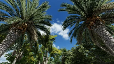 Blue sky seen through palm trees, 4K 스톡 동영상 167882828