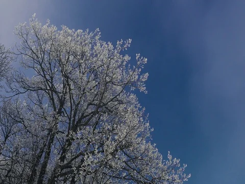 Blue Sky with a Snow Covered Tree Stock Footage 73545176